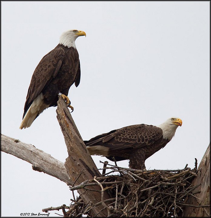 _2SB4160 two bald eagles in osprey nest.jpg - "Bandit and Duke"